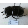 Clyster itys (Olivier, 1789) male 25mm Malaysia25a